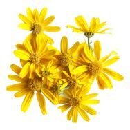 Arnica montana flower